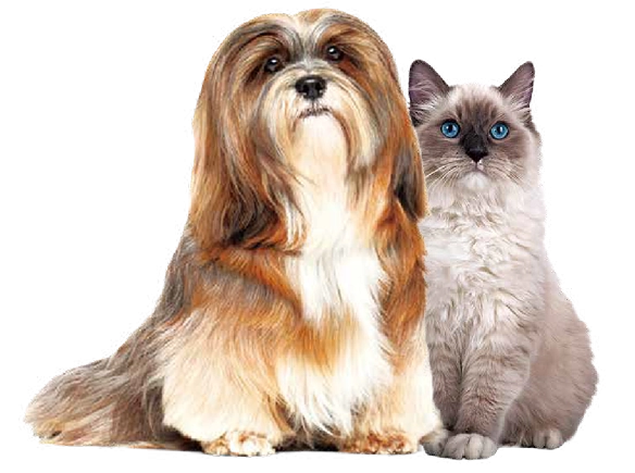 pets